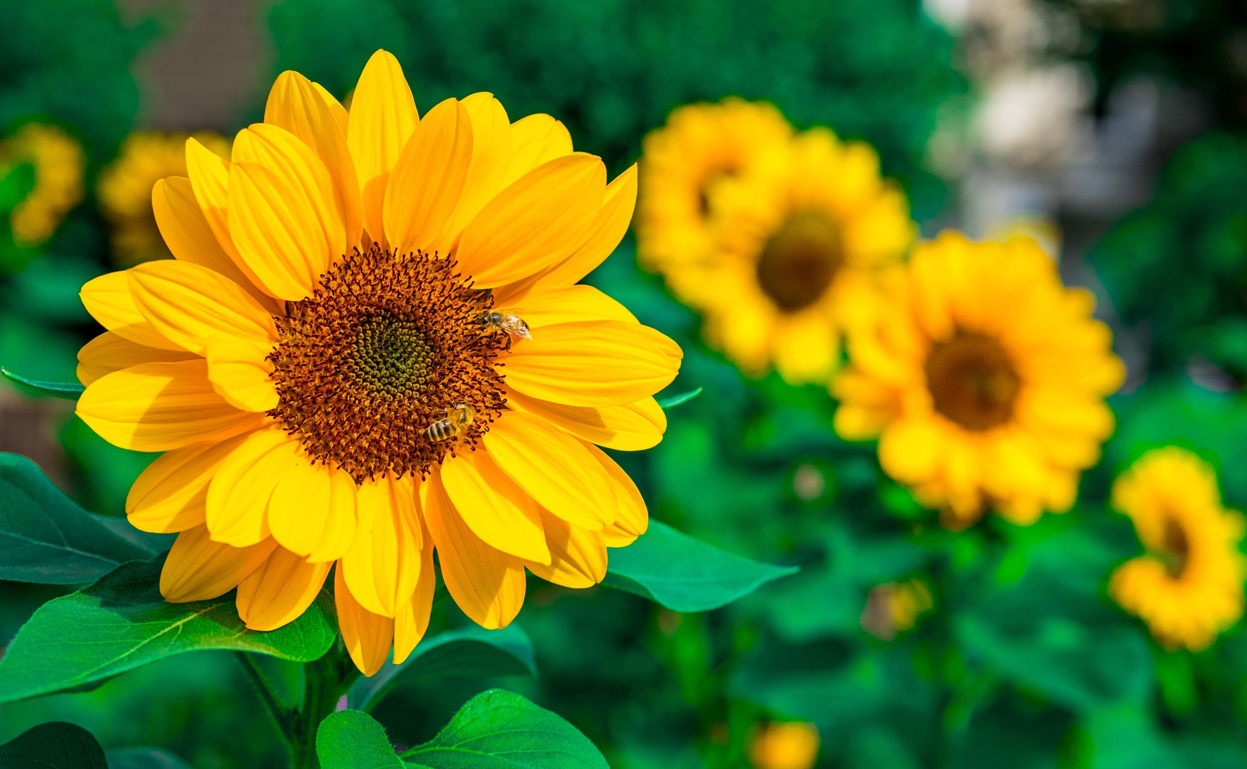 Boutique Fiori Il Girasole Forino